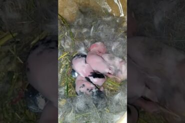Rabbit babies #myminizoo #animals #funny #youtubeshorts #shorts