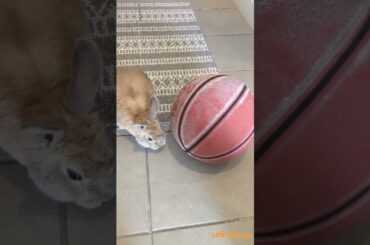 baby bunny /Lele Bunny/ #bunny #rabbit #smartrabbits #pets #cute #littlebunny