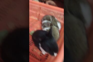 let's play #rabbit #bunny #howtoearninrabbitfarming