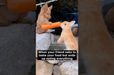 AWW Animals SOO Cute! Cute baby animals Videos Compilation cute moment of the animals #SHORTS