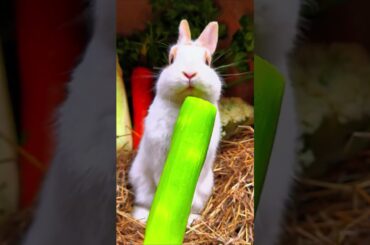 Little Rabbit Eating Lettuce, How Cute! #Rabbit  #cute #animals