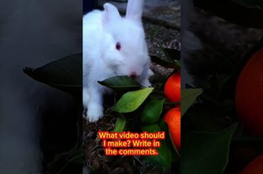 Cute rabbit and tangerines. #rabbits #cuterabbiteating #rabbit