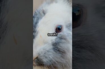 #bunnies #bunnylife #bunny #bunnylifestyle #cutebunny #bunnys #cute #pets