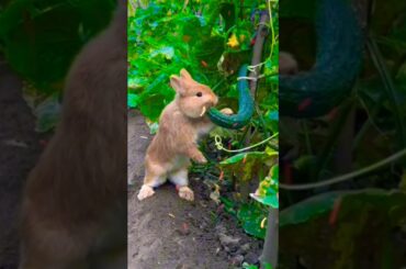 SO cute Rabbit's eating#animal #trend#yearofyou#rabbit#cutepet#amzing#beautiful#fyp#animal