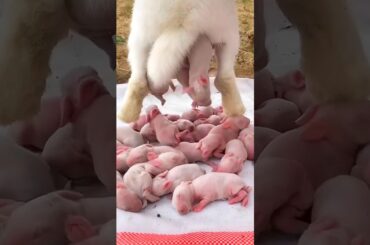 Rabbit Growth - Baby Animals 1 To 26 Days