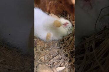 Cute bunny sleepinh #rabbit #cute #pets #bunny #pet #petbunny #animals #funny