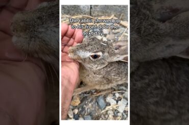 What do you think ? #animalshorts #bunny