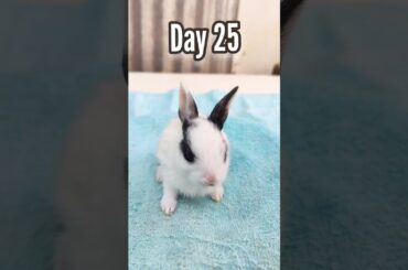 Baby Rabbit 1 To 29 Days - Rabbit Growth Period #animals #shorts