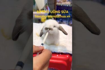 #pets #rabbit #cute #bunny #guineapig #animals #funny #petshopmiendathua 0.8.5.7.1.7.9.4.1.6