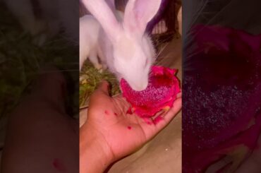 CUTEST Rabbits GO WILD for Dragon Fruit! #cute #bunny #rabbitfood #cuterabbit #animals #shorts