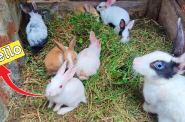 Rabbits are the most beautiful animals in the world | Cute Rabbit Baby