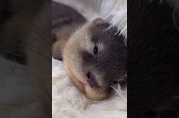 Sleepy Baby Otter's Cozy Bedtime