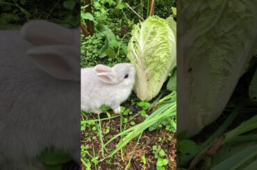 A cute bunny munching on napa cabbage in the garden #bunny #rabbiteating #cuterabbit #rabbit #cute