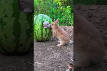 #rabbit #petrabbit #cute #bunny #animals #pets #comedy #funny