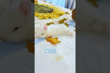 Cute Bunny - Tired All The Time! #funnyvideo  #funnybunny #cutebaby