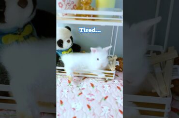 Cute Bunny - Tired All The Time! - Episode 1  #funnyvideo  #funnybunny #cutebaby