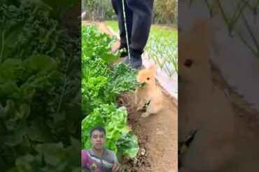 Cute rabbit eating vegetable #petrabbit #houserabbit #pet #cute #rabbitfood #petbunny #rabbit #bunny