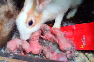 Rabbit Sound - Baby Rabbit Screaming | Cute baby rabbits Feeding Sounds