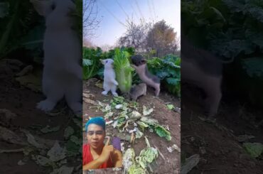 Cute Bunny ang piglet #pet #cute #piglet #petbunny #animals #petrabbit #rabbit