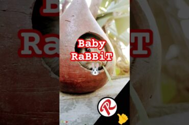 Baby RaBBiT in #bunny #cute #rabbit #animals #pets #shortsfeet #cuteanimal #cutepet #cuterebbit