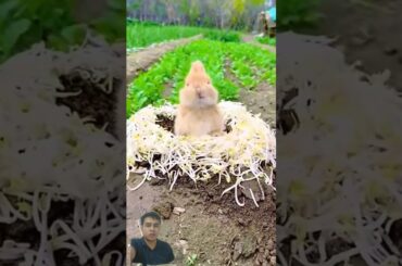 Cute bunny eating vegetable #bunny #rabbit #cute #animals #pets #pet #petbunny #petrabbit