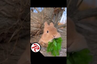 Cute baby RaBBiT #rabbit #shortsfeet #cuteanimal #rabbitt #cutepet #shorts #youtubeshorts #anime