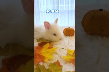 Cute Bunny - Tired All The Time! - Episode 3 #funnyvideo  #funnybunny #cutebabyfunny