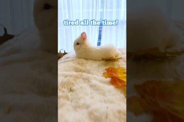 Cute Bunny - Tired All The Time! - Episode 2 #funnyvideo  #funnybunny #cutebabyfunny