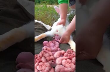 Rabbit growth - Baby animals 1 To 21 Days #rabbit #pets