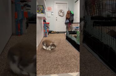 BASEMENT BUNNIES #BUNSTAGRAM #bunny #rabbit #cute #pets #cutebunny #animals #cuteanimals