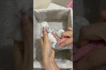 REMOVING PEE STAINS ON KITTEN'S FUR #rabbit #animal #bunny #bunnylife #cute #babybunny