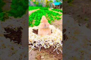 SO cute Rabbit's eating#animal #trend#yearofyou#rabbit#cutepet#amzing#beautiful#fyp#animal