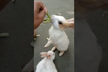 Feeding the rabbit in the morning #animals #rabbit #cute #pets #bunny #videos #rabbitfarming #shorts