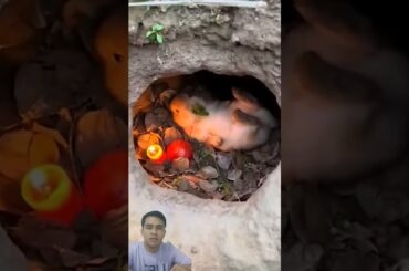 Cute rabbit having a picnic #petrabbit #pets #houserabbit #cute #animals #rabbitday