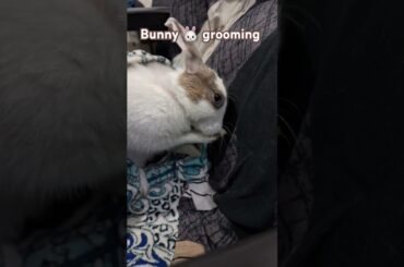 Cute bunny grooming!#bunny #rabbit #pets #cute #animal #shorts #youtubeshorts #ytshorts #cuteanimal