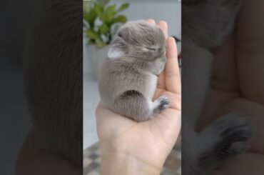 Small cute baby rabbit time to sleep #rabbit