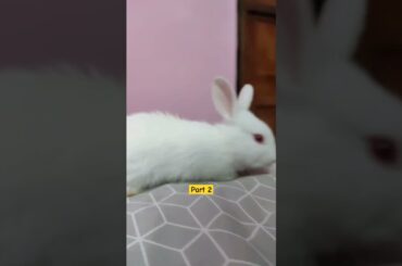 Trending Video of Cute Bunny 2 #bunny #rabbit #khargosh #trending #short