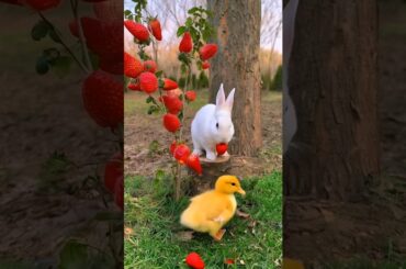 cute rabbit eating strawberry with a duckling #rabbit #duckling  #cuteanimals #funnyanimals #shorts