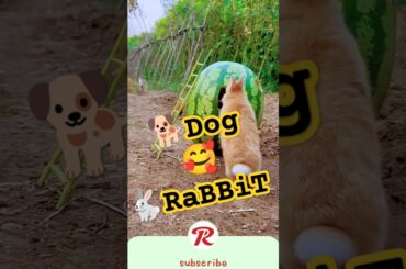 RaBBiT friend dog #trending #shortsfeet #cute #rabbit #anime #animals #funnyanimals #bunny #cute