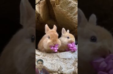 Cute Bunny eating flower #cute #rabbit #bunny #animals #pets #petbunny #pet #rabbitfood #petrabbit