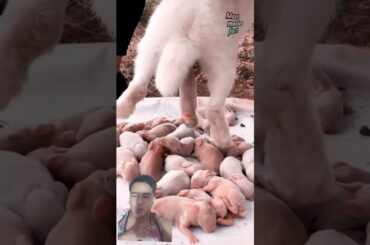 Mommy rabbit #pets #cute  #rabbit