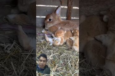 Cute baby bunny #rabbit #petrabbit #cute #bunny #houserabbit #pets #pet
