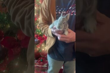 Cute baby bunny rabbit! Please like and subscribe