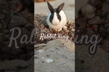 Cute rabbit #shorts #viral