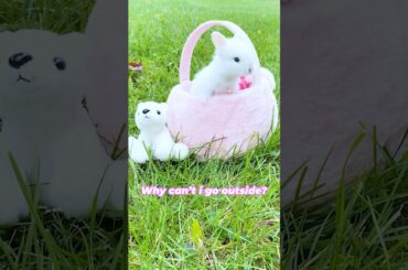 Cute Bunny - Why can't i go outside? #funnyvideo #bunny #cute #rabbit