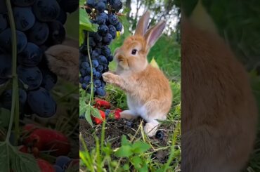 cute rabbit eating grapes #rabbits #rabbits #cuteanimals #funnyanimals #youtubeshorts #shorts