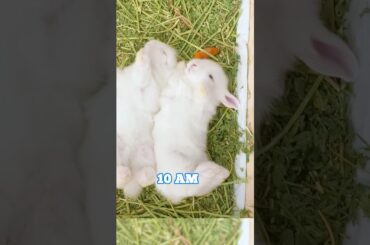 Cute Bunny - Tired All The Time! - Episode 5 #funnyvideo  #funnybunny #cutebaby #rabbit