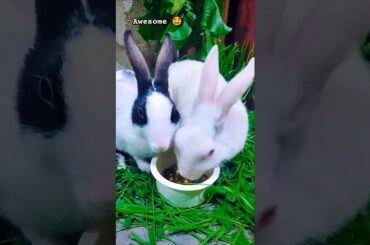 Namak bunny #shortsvideo #funny #song #cute #bunny #rabbite #bunnyvlogs #new