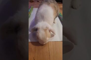 Hoppy Thursday everybunny #cutebunny #holidayswithyoutube #bunnylife