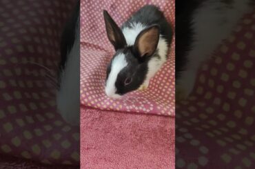 overly cute rabbit#subscribe #shortvideo #song #shorts #short #shortsvideo #shortsfeed #viralvideo